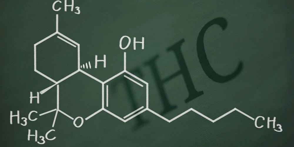 What is the Endocannabinoid System (ECS)?